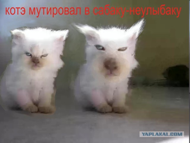Ты! Да, ты... Ты ему не нравишься!