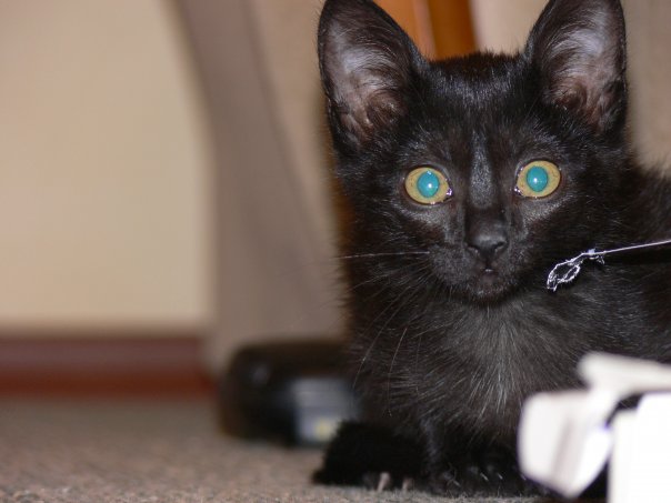 Котовторник (31.01.2012)