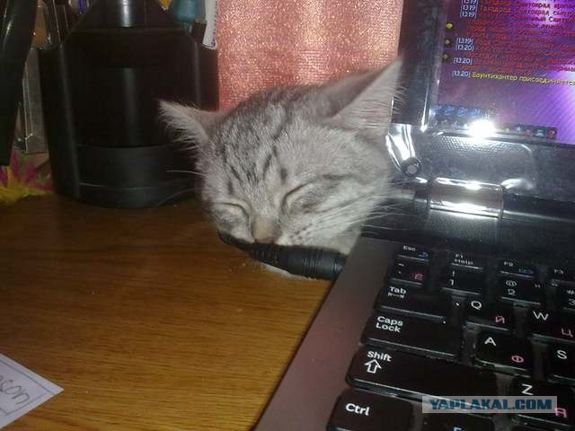 Котовторник 20.03.2012
