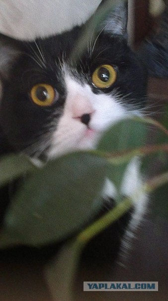 Котовторник 17.04.2012