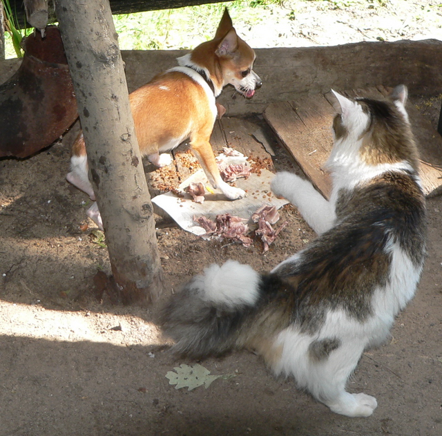 Котовторник  12. 06. 2012
