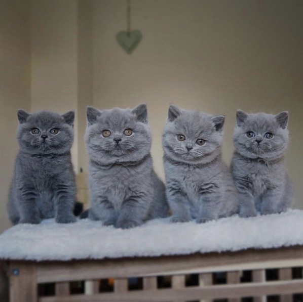 Забавные фото котеек