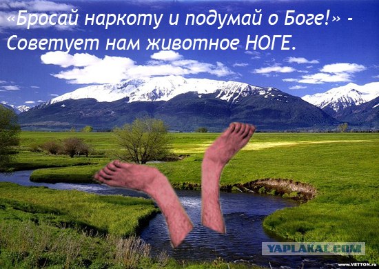 Животные плохого не посоветуют!