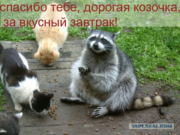 Простое человеческое счастье в картинках