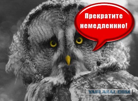 Фотожаба:Нельзя просто так взять и нарисовать СОВУ