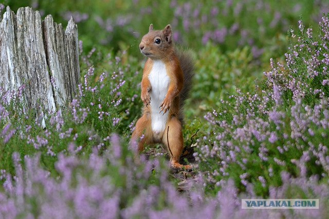 Бесстрашные белки