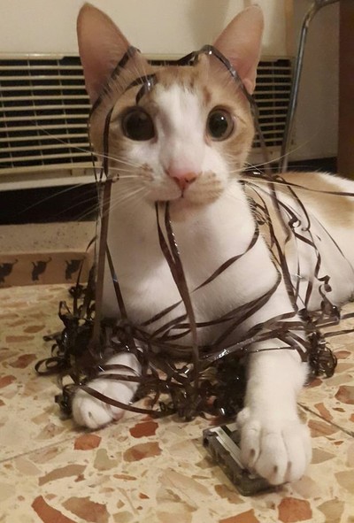 Всемирный день кошек