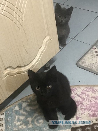 Котовторник! Пара фоток суровых котов.