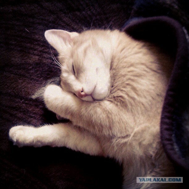 Котовторник 09.04.2013