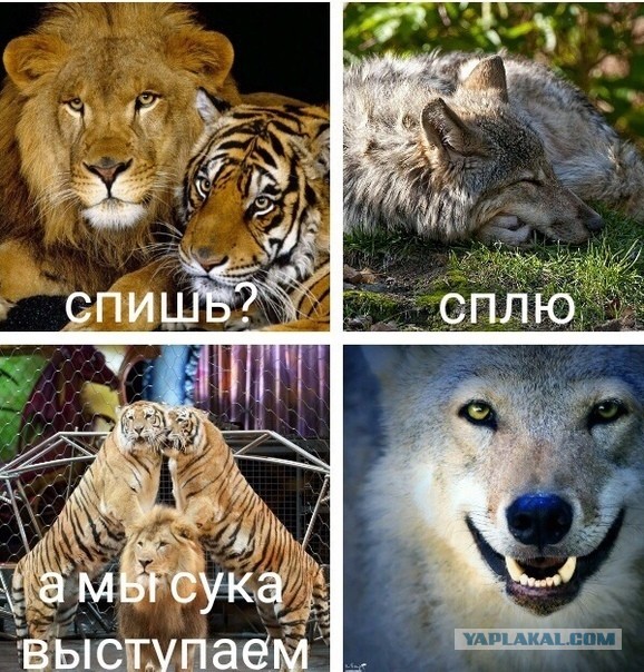 Вечер понедельник самое время подеградировать