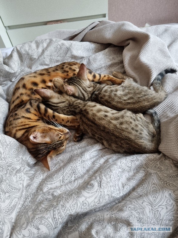 Котовторник