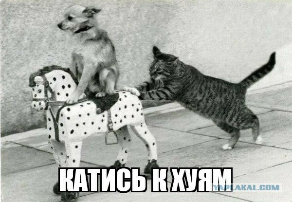 Картинка мем собака с яблоком