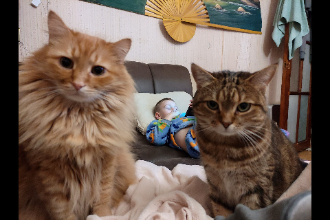 Очень грустный котовторник