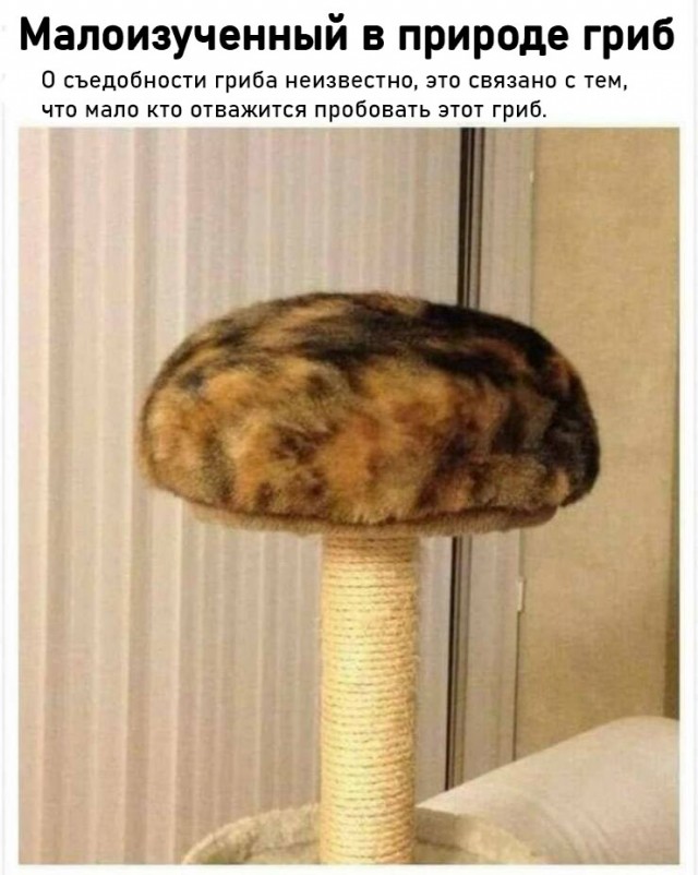 Шерстяные пидо.... братья наши меньшие