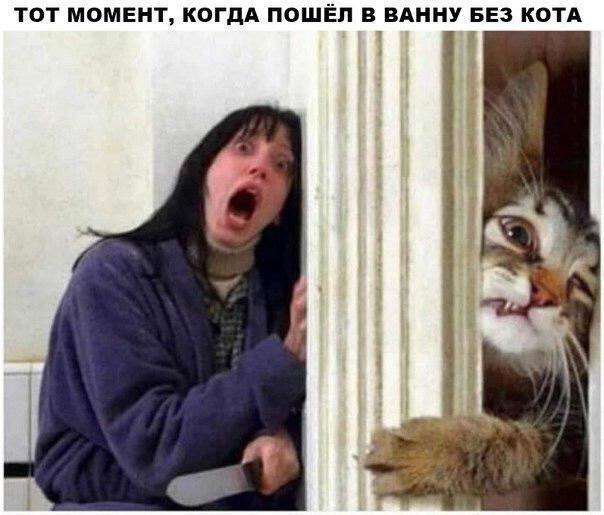 Подборка картинок-баянов с котиками и про котиков. Выпуск 30.