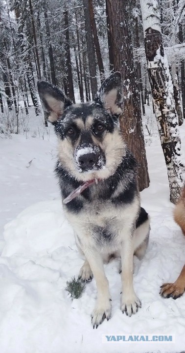 Знакомьтесь, Фриман