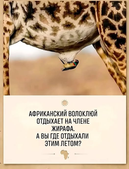 Пятничные бояны