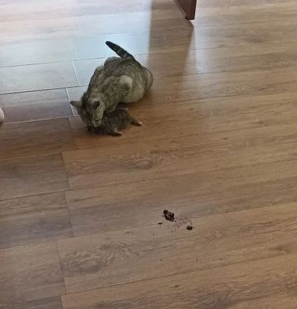 Кошачесобачий корм в виде паштета