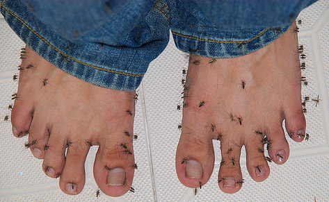 Микроскопический вид комара, который сосет кровь