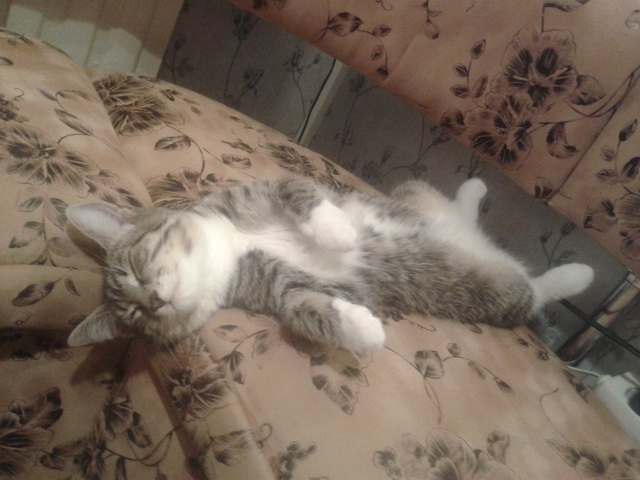 Котовторник  25.03.2014