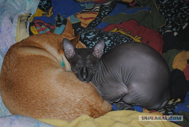 Котовторник 6.05.2014