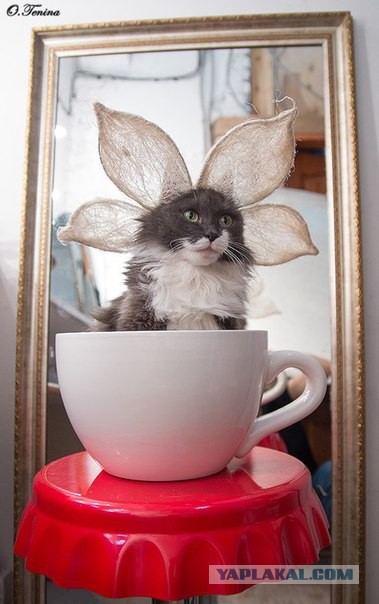 С Котовторником!