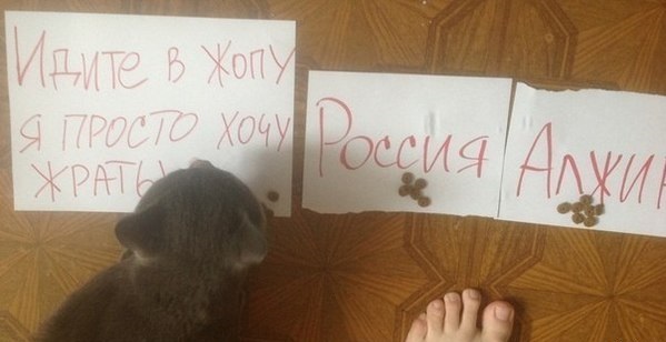 Прогноз на матч Алжир - Россия от кошки Масяни