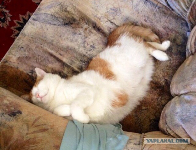 Котовторник 15.07.2014.