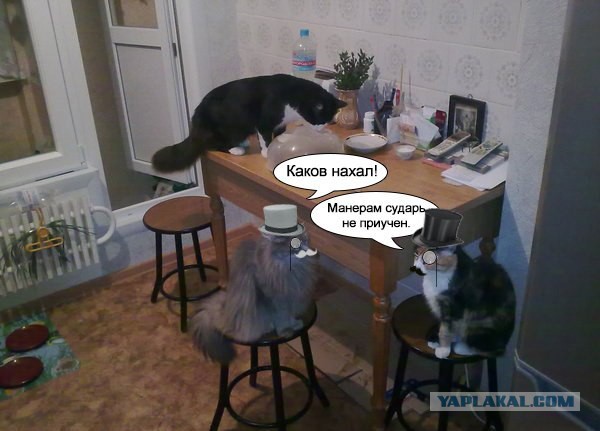 Свежие картинки из сети