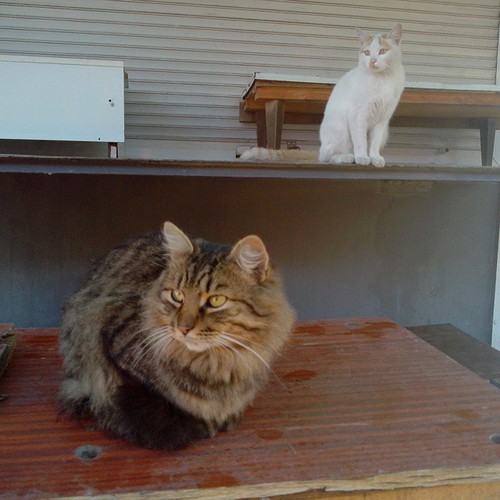 Котовторник 21.10.2014