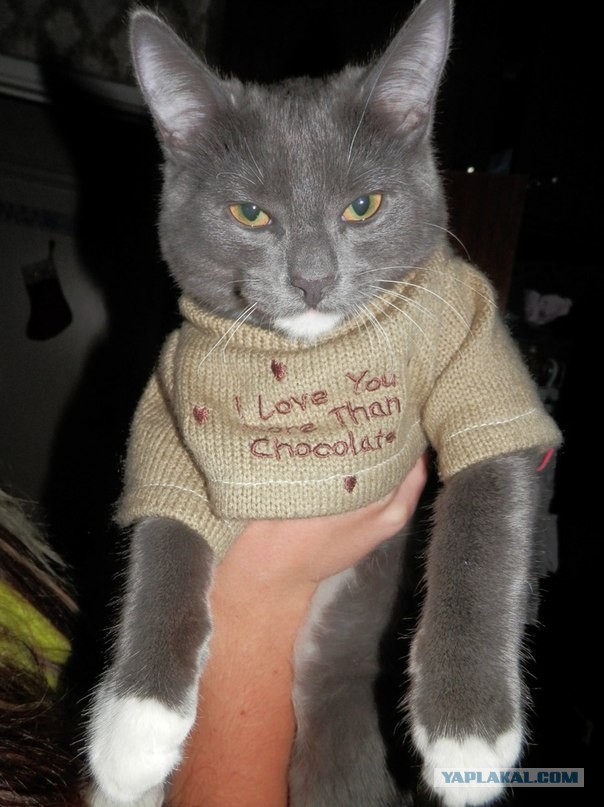 Котовторник 28.10.2014
