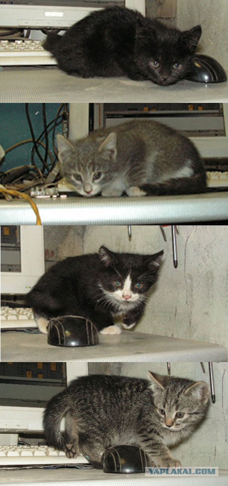 Котовторник 16.12.2014
