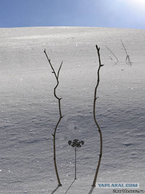 Творческие пингвины