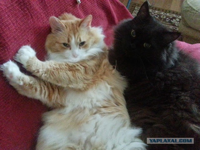 Котенок Дохлик щас