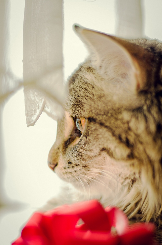 Котовторник 5.05.2015.