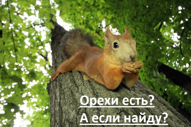 Белки забавные