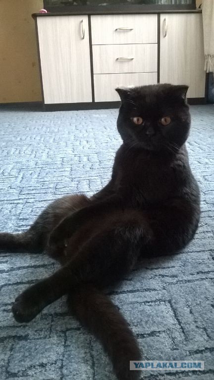 Котовторник