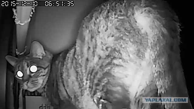 За что я люблю китайцев