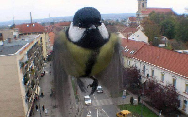 Божьи твари