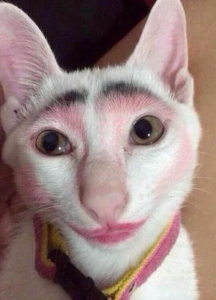 Прикольные животные