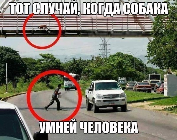 Подборка смешных картинок