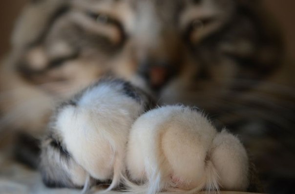Коты из сети