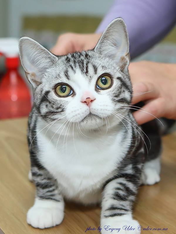 Купить Гладкошерстного Котенка В Москве