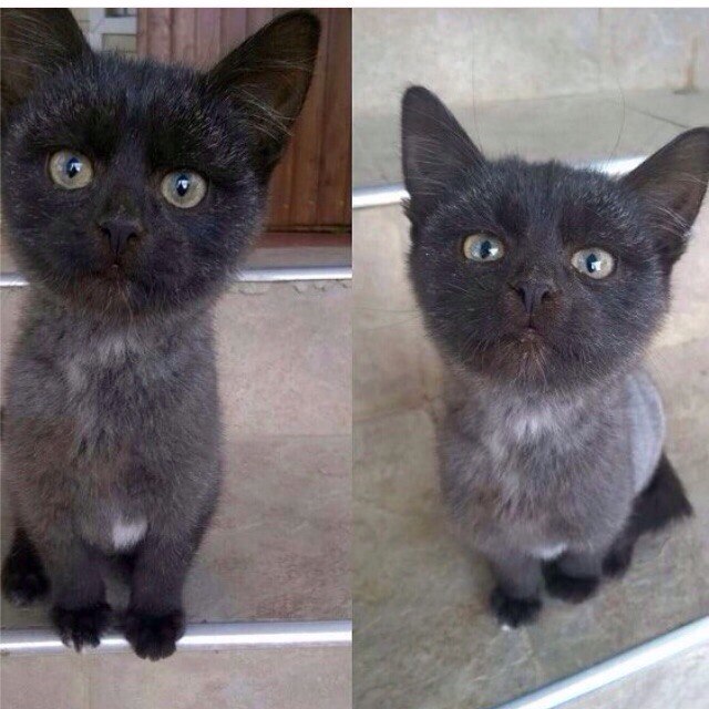 Коты из сети