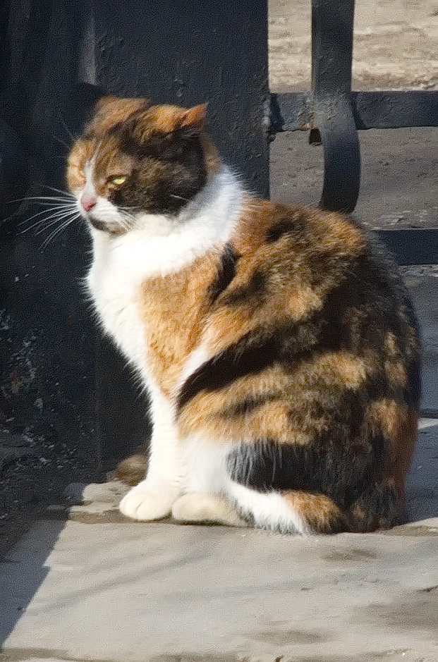 Котовторник 14.03.2017