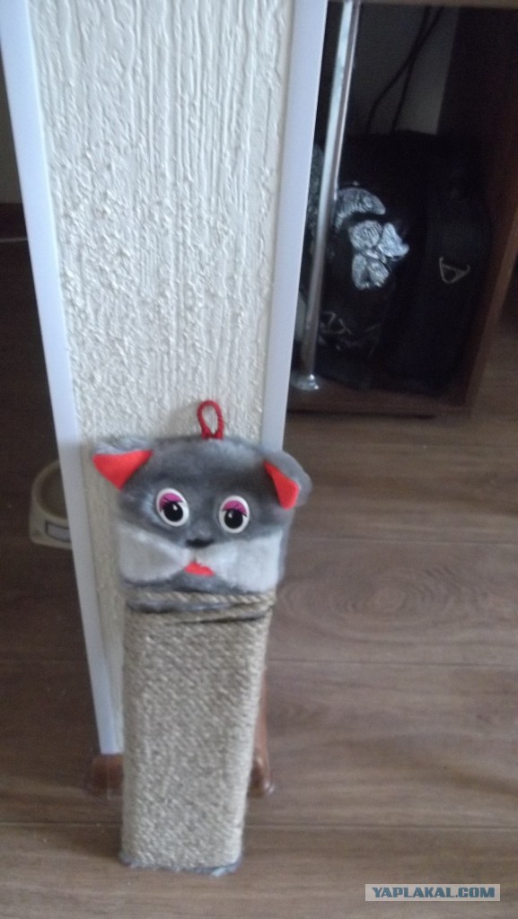 Что делать с котом