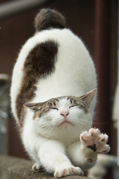 Коты и Кошки