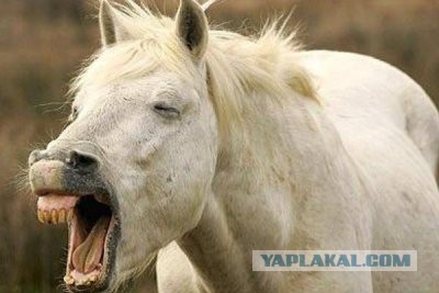За проезд не оплатил!