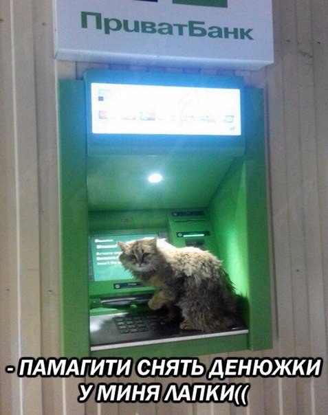 Коты и Кошки