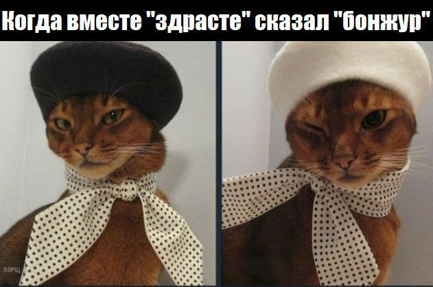 Коты и Кошки
